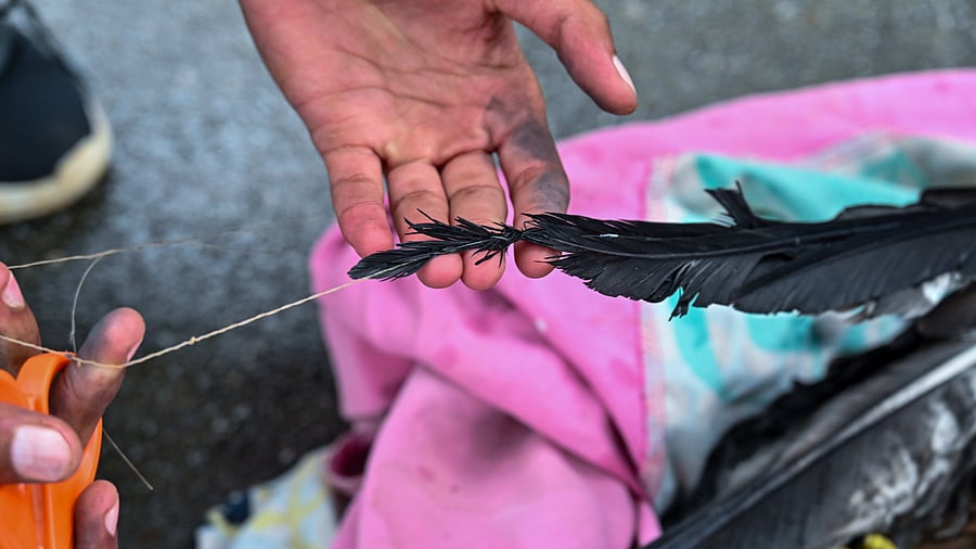 <div class="paragraphs"><p>A caretaker tends to a bird injured by manja thread used for kite flying. The nearly invisible strings often hang from wires or tree branches, trapping birds mid-flight. </p></div>