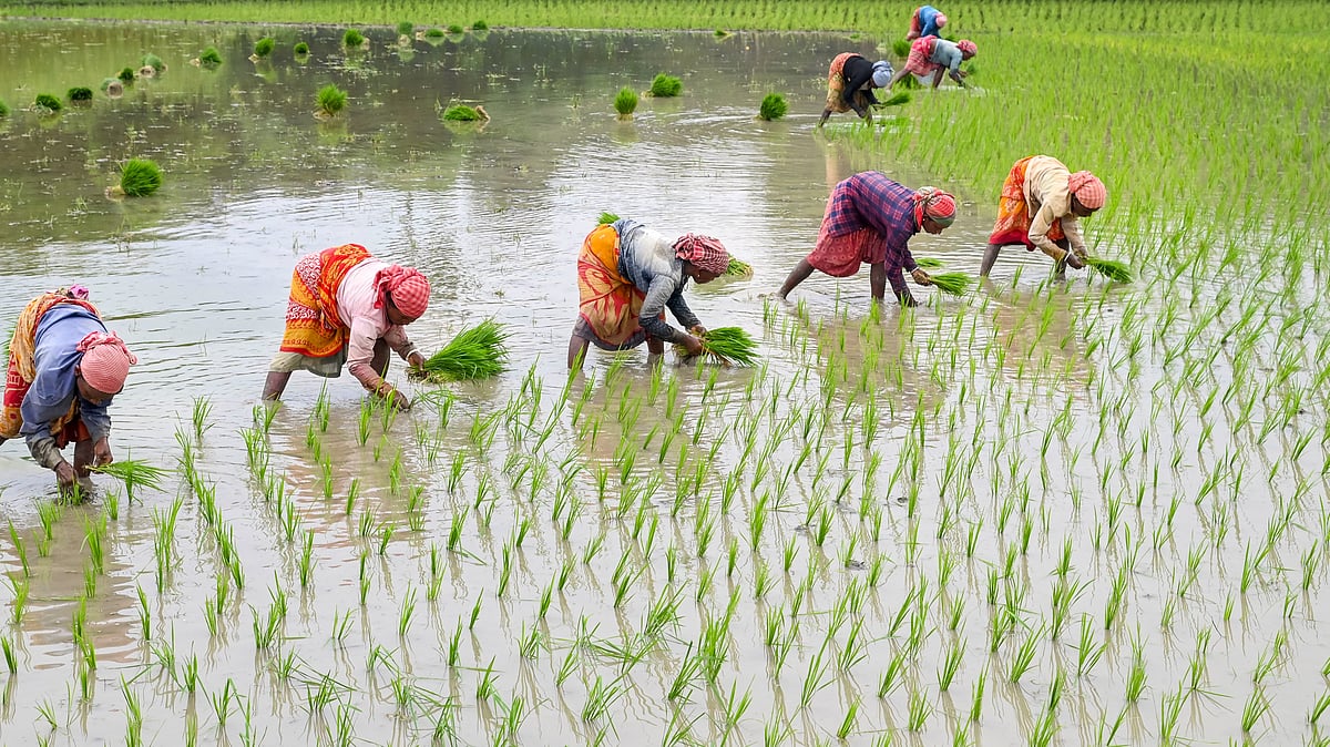 India's Record Rice Harvest Pressures Global Prices as Buyers Test Patience