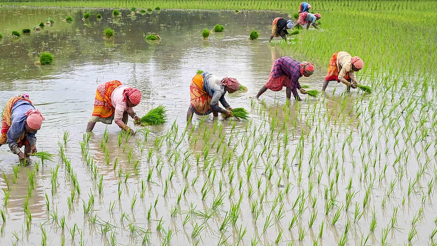<div class="paragraphs"><p>File photo: Farm workers plant paddy saplings in Nadia</p></div>