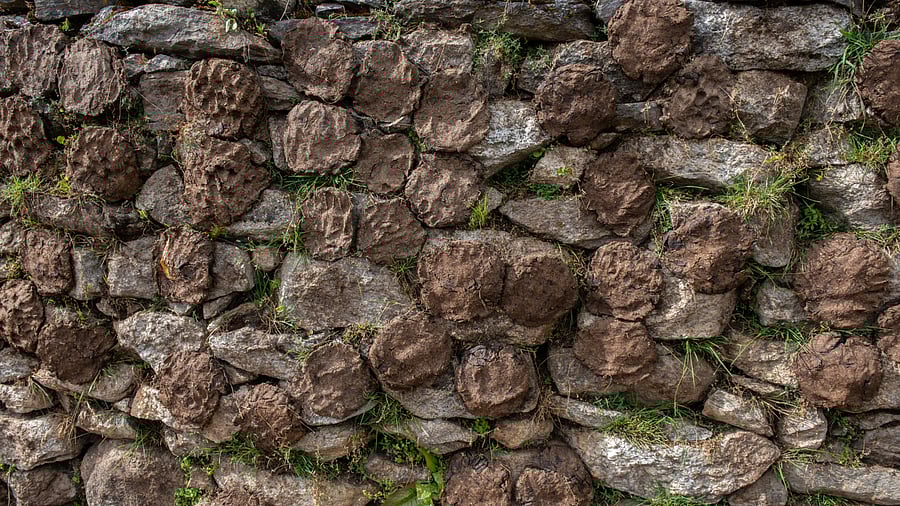 <div class="paragraphs"><p>Dried cow dung. (Image for representation)</p></div>