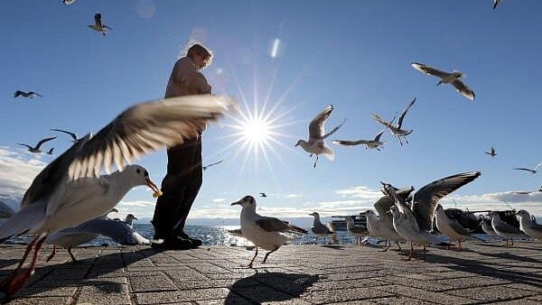 <div class="paragraphs"><p>A girl throws food to the gulls at Ohrid lake in Ohrid, North Macedonia.</p></div>