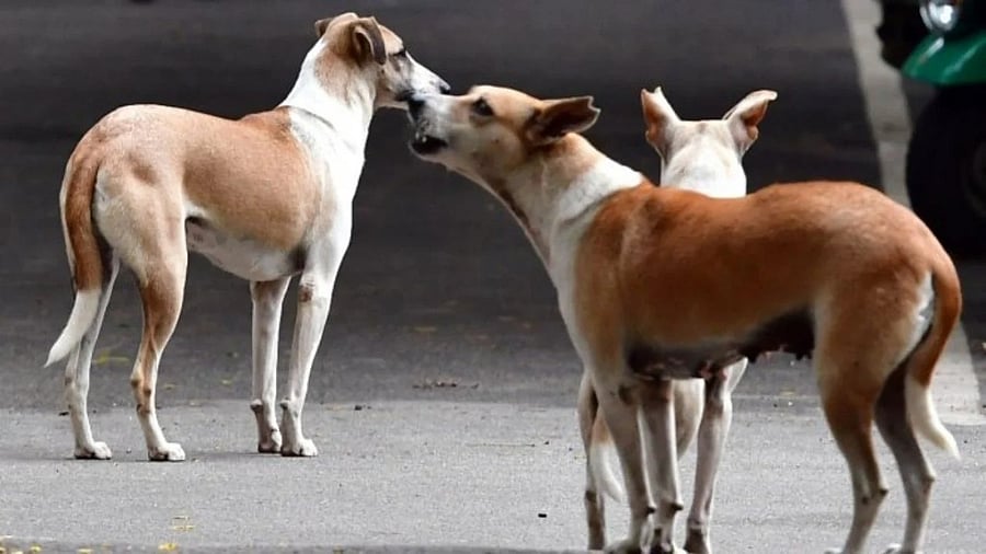 <div class="paragraphs"><p>Representative image showing stray dogs.</p></div>