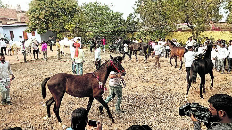 <div class="paragraphs"><p>The annual horse fair draws a huge crowd. </p></div>