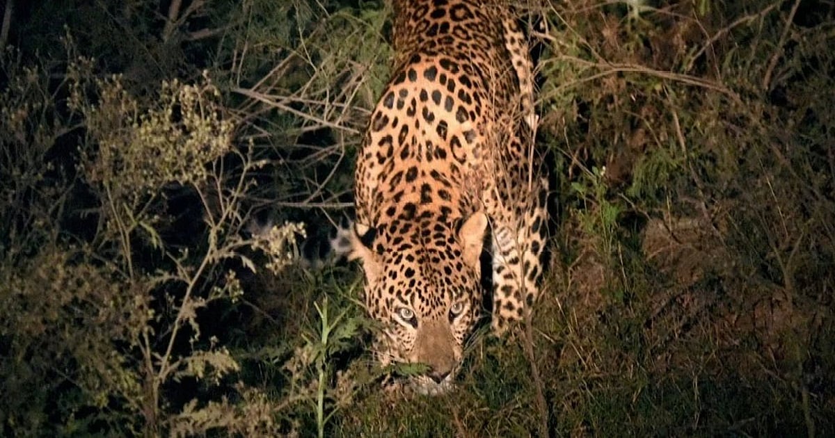 Leopard Modi Leopard Protection: Activists urge PM Modi to reject Maharashtra proposal