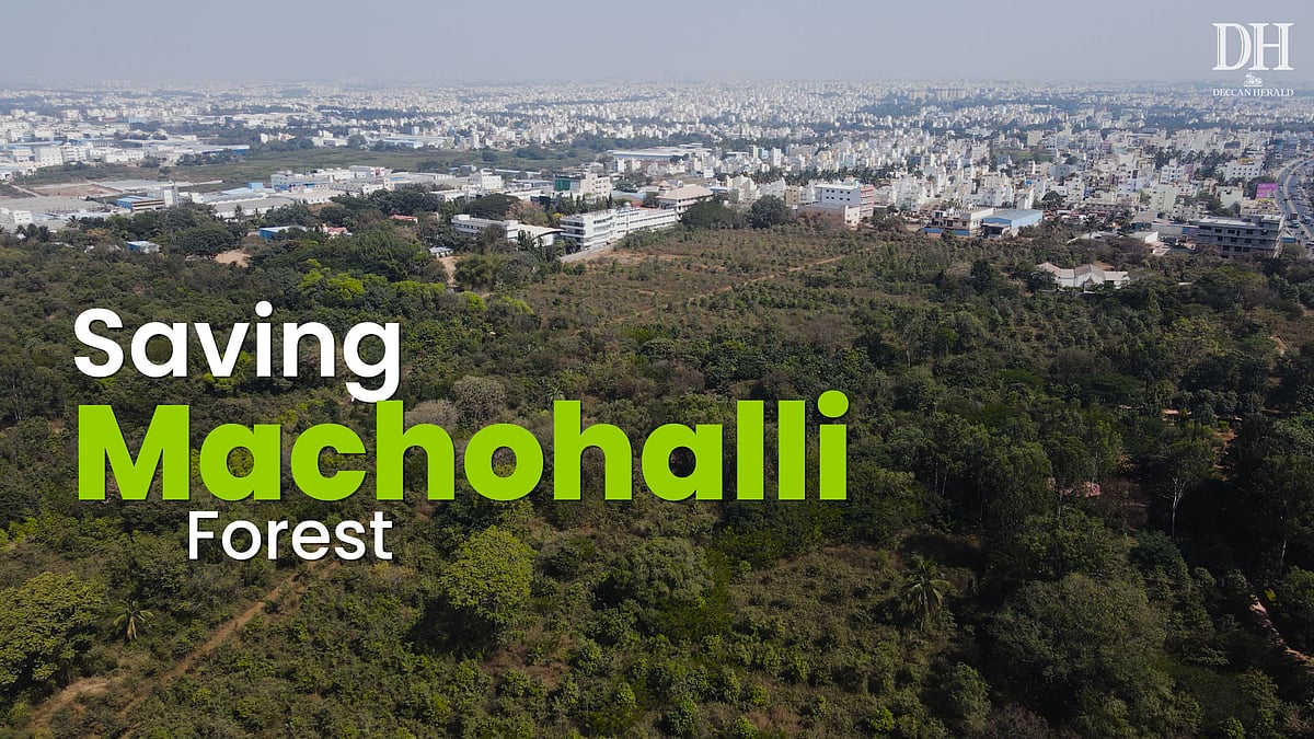 Bengaluru's Green Cover Under Threat: Can the City Save Its Forests?