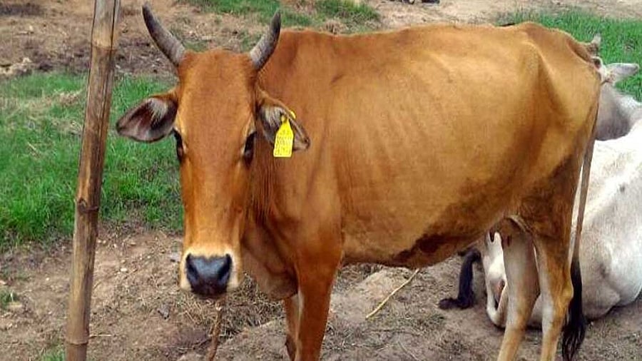 <div class="paragraphs"><p>A representative image of a cow.</p></div>