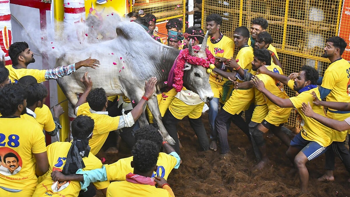 Thanjavur's Brihadeeswarar Temple Hosts Grand Mattu Pongal with Gho Pooja