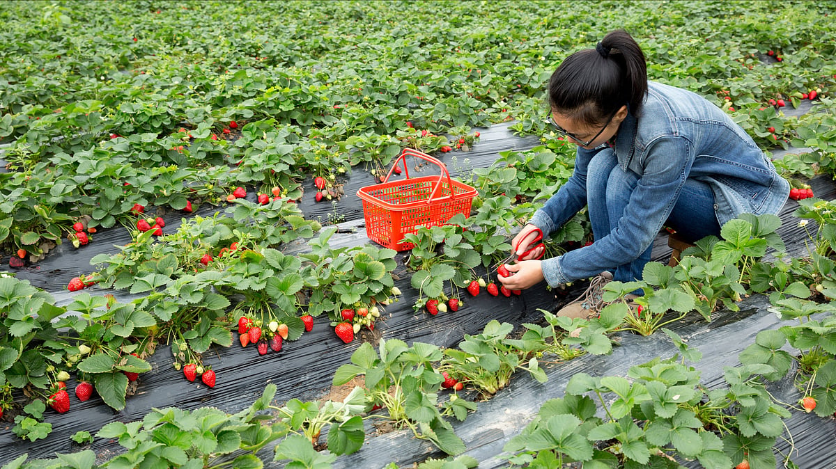 Pluck, Taste, Learn: Why Strawberry Picking Is a Hit With Urban Families