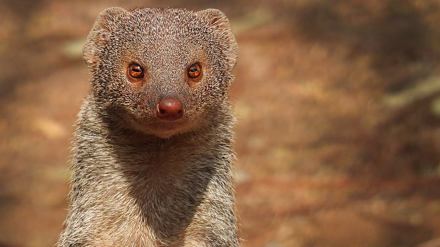 <div class="paragraphs"><p>The Indian grey mongoose. </p></div>