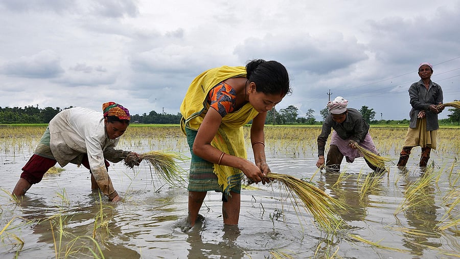 <div class="paragraphs"><p><em>File photo</em>  </p></div>