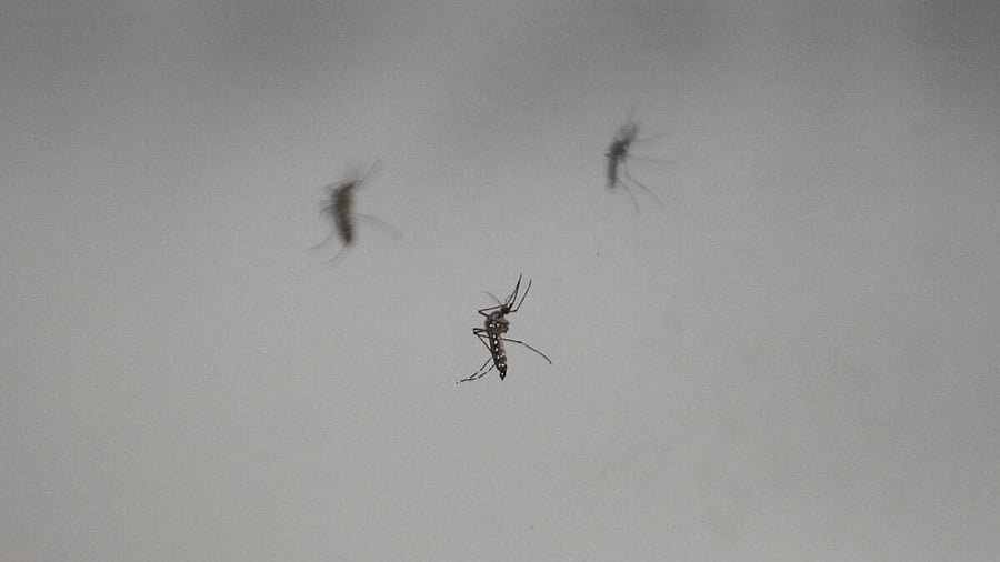 <div class="paragraphs"><p>Image of&nbsp;mosquitoes for representational purposes.</p></div>