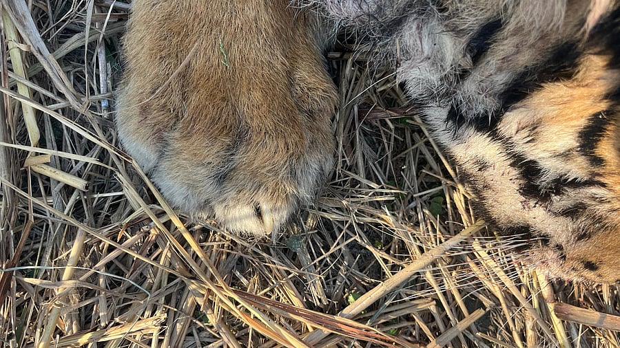 <div class="paragraphs"><p>Carcass of a tiger.</p></div>