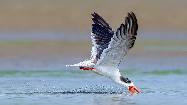 <div class="paragraphs"><p>Indian Skimmer.</p></div>