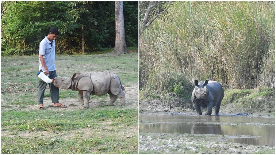 <div class="paragraphs"><p>Two male calves, named as Chandra and Kanai, were released in the park by a team of experts and forest officials</p></div>