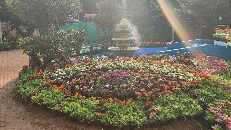 <div class="paragraphs"><p>Variety of flowers in pots arranged for&nbsp;flower and fruit exhibition at Kadri Park.</p></div>