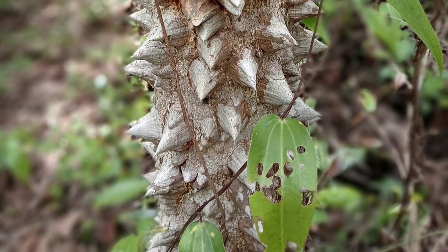 The thorny trunk of jummana kayi tree found mainly in Karnataka’s coastal belt. Photo/Arti Das 