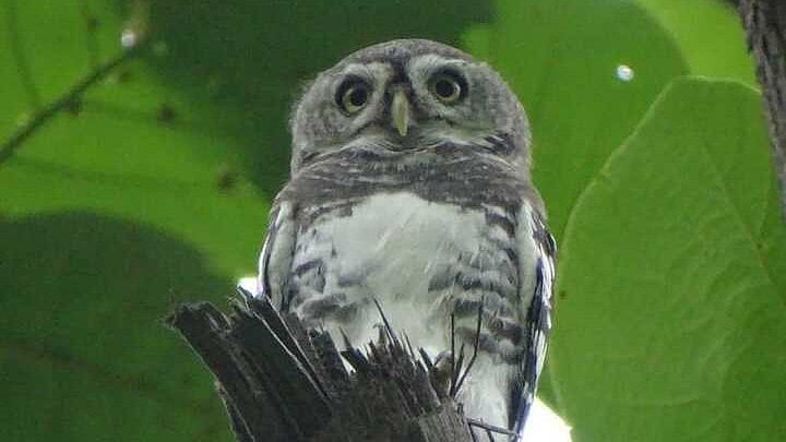 <div class="paragraphs"><p>Forest Owlet</p></div>