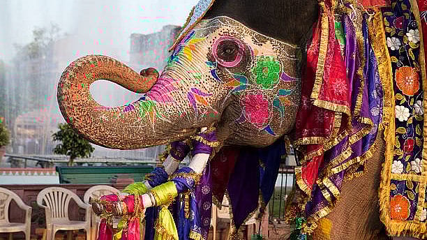 <div class="paragraphs"><p>The use of elephants in ceremonial events has once again come to the fore with activists on Thursday questioning the need for bringing private elephants for an event scheduled to be held in the city on Friday.</p></div>