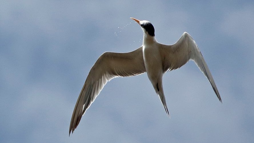 <div class="paragraphs"><p>Vultures play a critical ecological role.</p></div>