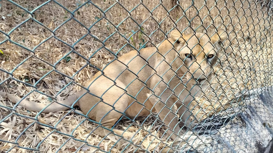 Female lion Bringa has been brought to Rani Channamma Mini Zoo at Bhutaramanhatti village in Belagavi taluk.
