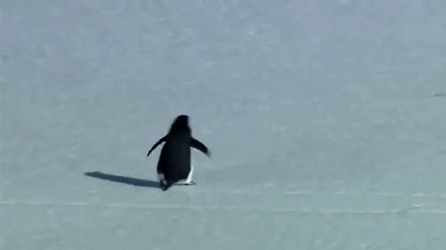 <div class="paragraphs"><p>The 'nihilist' penguin walks towards the mountains.&nbsp;</p></div>