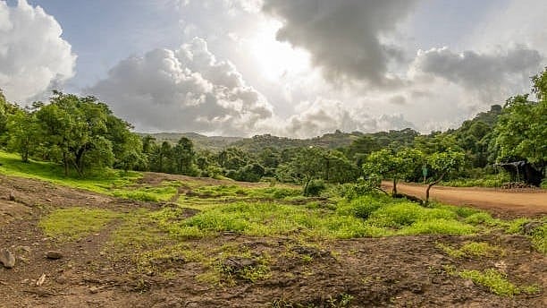 <div class="paragraphs"><p>A view of the&nbsp;Sanjay Gandhi National Park (SGNP) in Mumbai.</p></div>