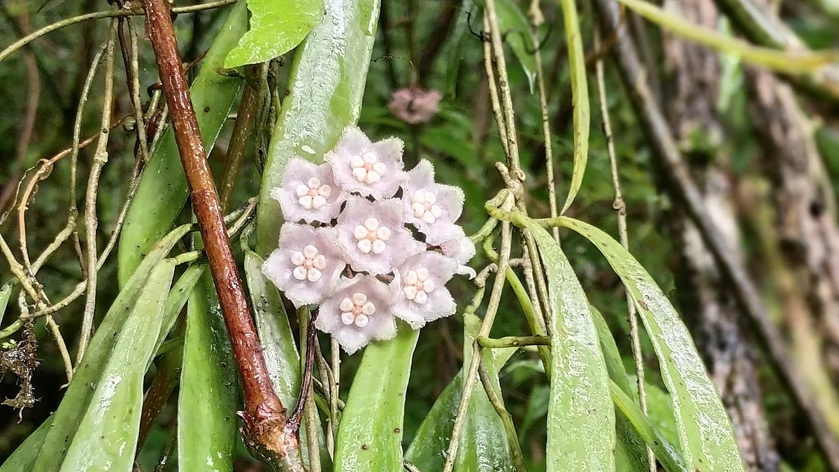 New Plant Species Found in Nagaland's High-Altitude Community Forest