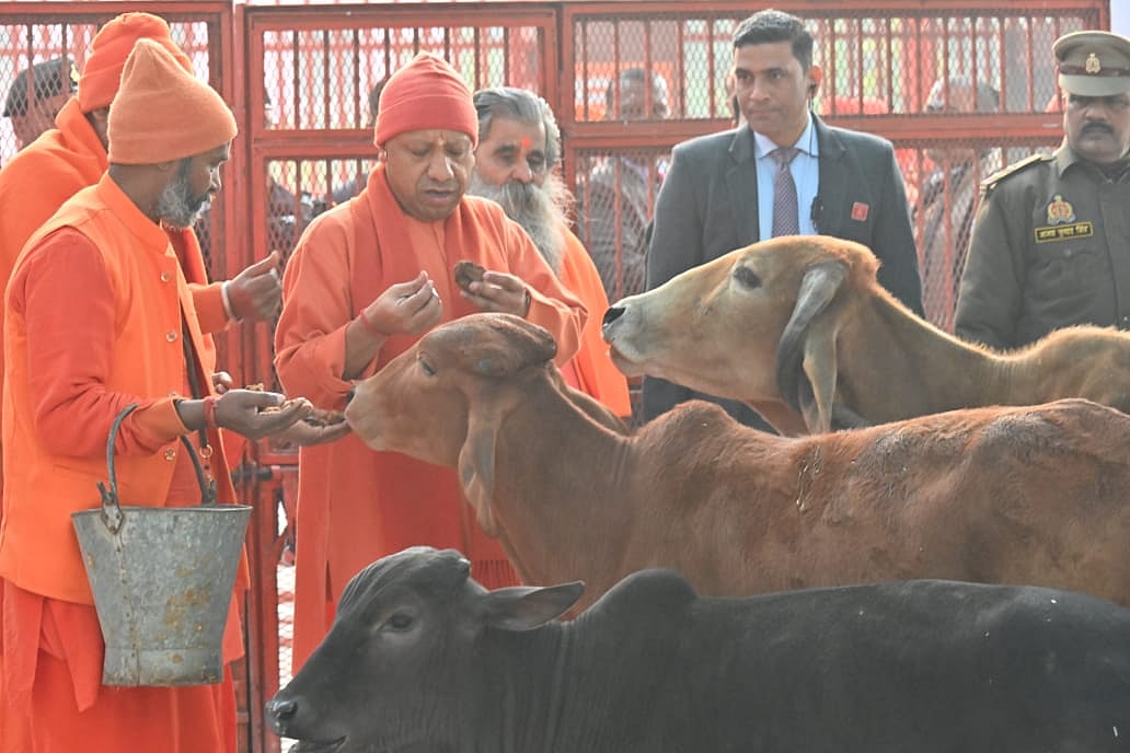 UP CM Yogi Adityanath Performs Gau Seva, Offers Jaggery at Gorakhnath Temple