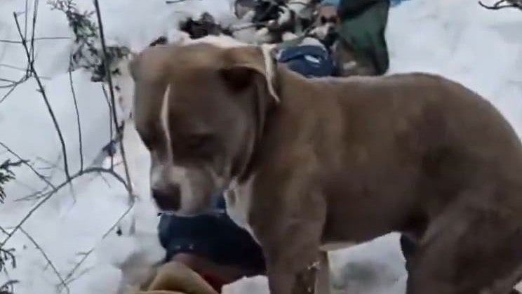 <div class="paragraphs"><p>Police officials found a pet Pitbull guarding the bodies of the two missing boys in Himachal Pradesh.</p></div>
