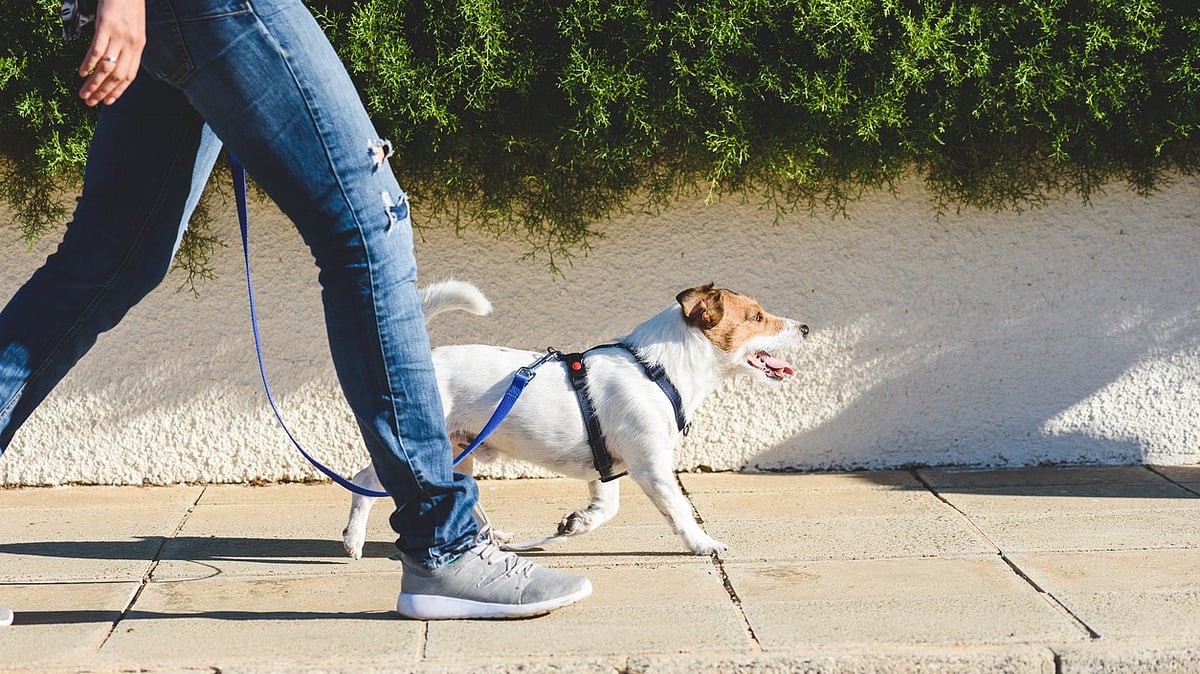 The Taxman's Walk: How Classified Walks Are Reshaping Tax Administration