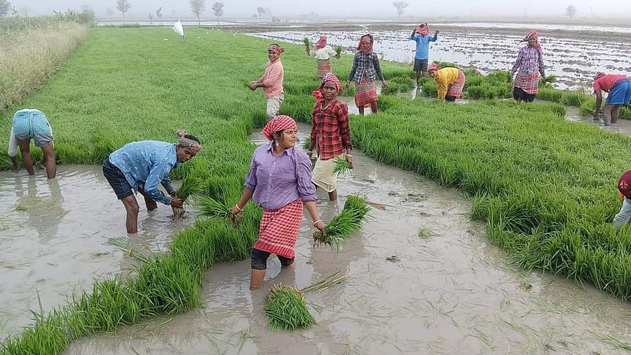 <div class="paragraphs"><p>Labourers transplanting paddy crop in Surpur taluk in Yadgir district. </p></div>