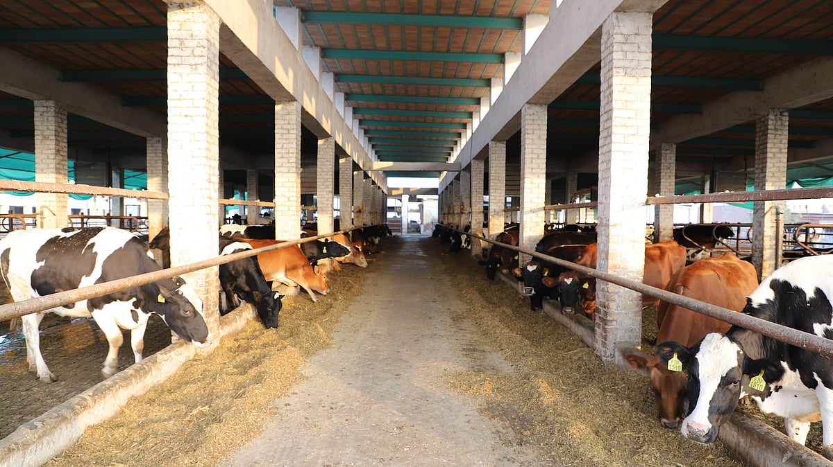 Union Budget 2026: Tax Benefits Extended to Cooperatives for Cattle Feed, Cotton Seed Supply
