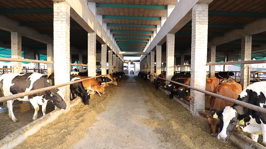 <div class="paragraphs"><p>Cattle at a farm. (File image for representation)</p></div>