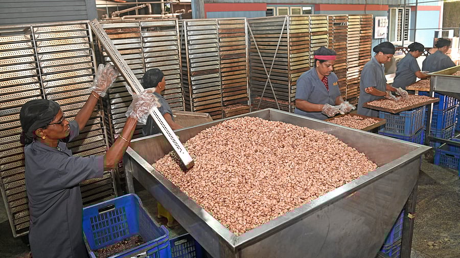 <div class="paragraphs"><p>Cashew is grown traditionally in coastal Karnataka with a local output of only around 50,000 metric tonnes per year, while the state’s processing capacity is 4.5 lakh metric tonnes. The rest of the requirement is imported from African countries. </p></div>