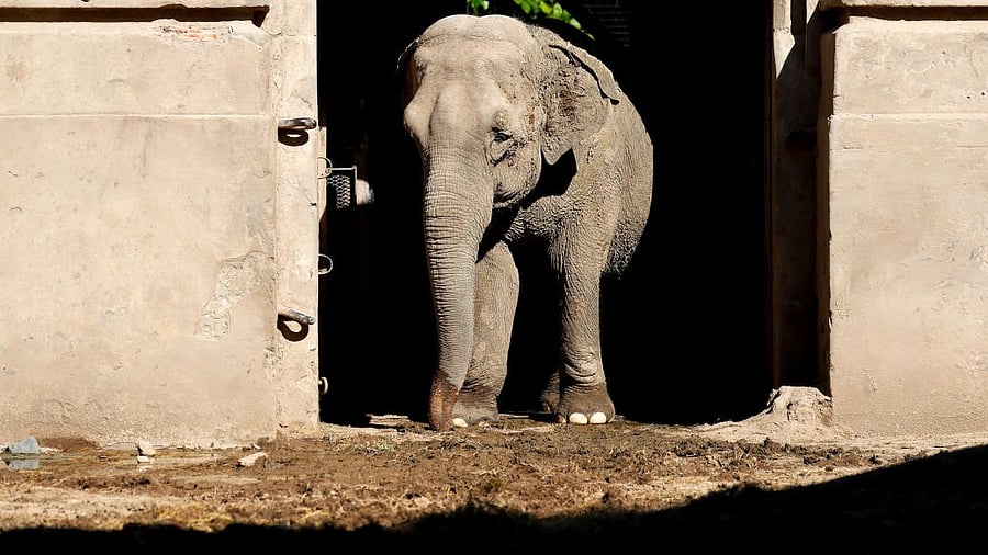 <div class="paragraphs"><p>A rescue elephant is featured in this photo. (Image for representation)</p></div>