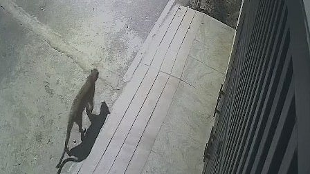 <div class="paragraphs"><p>Leopard spotted in Bengaluru's JP Nagar.&nbsp;</p></div>