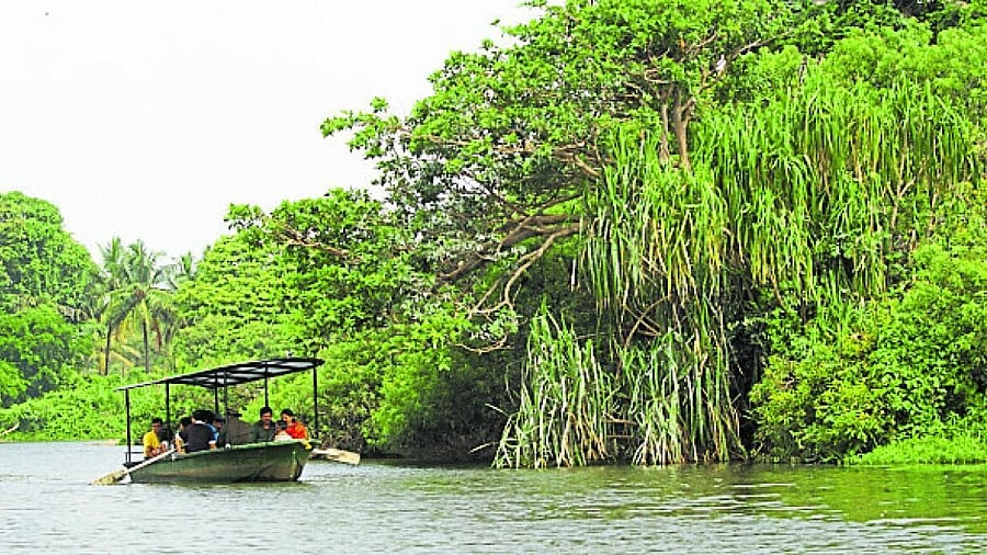 <div class="paragraphs"><p>A file photo of Ranganathittu Bird Sanctuary near Srirangapatna in Mandya district. The Zoological Survey of India, which conducted the field studies for the wildlife mitigation plan, has recorded 128 species of birds in the project area.</p></div>