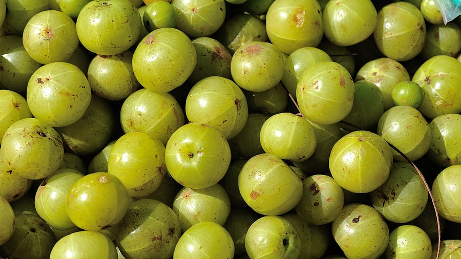 <div class="paragraphs"><p>Nellikai (gooseberry)</p></div>