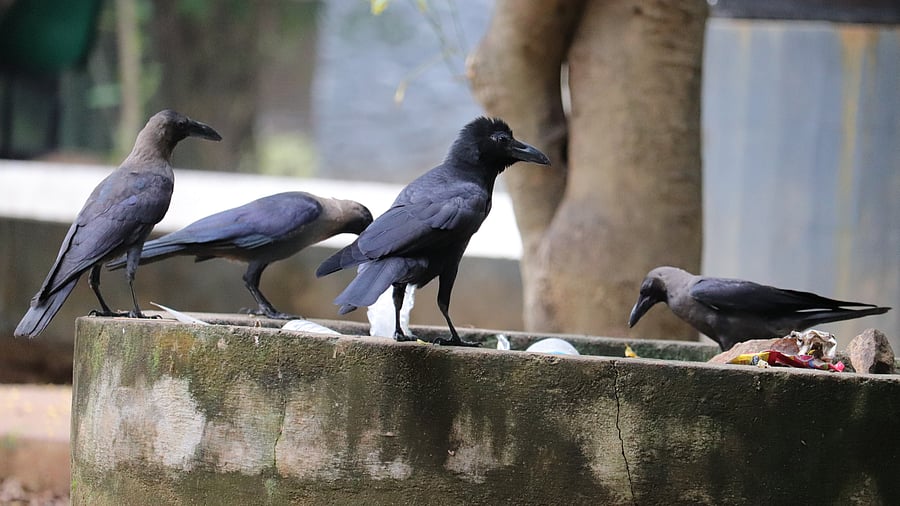 <div class="paragraphs"><p>Representative image of crows.</p></div>