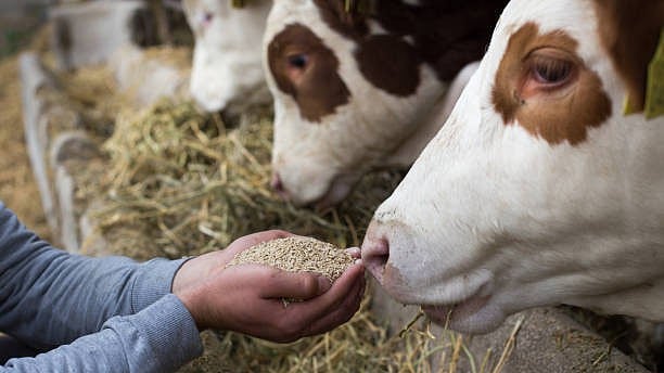 India-US Trade Talks: Industry Seeks Clarity on Soybean Oil, Feed Tariff Reductions