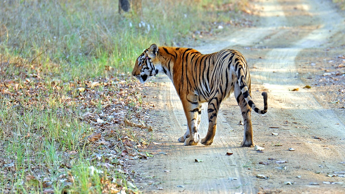 Karnataka Unveils Masterplan to Protect Eco-Sensitive Zones in Sanctuaries