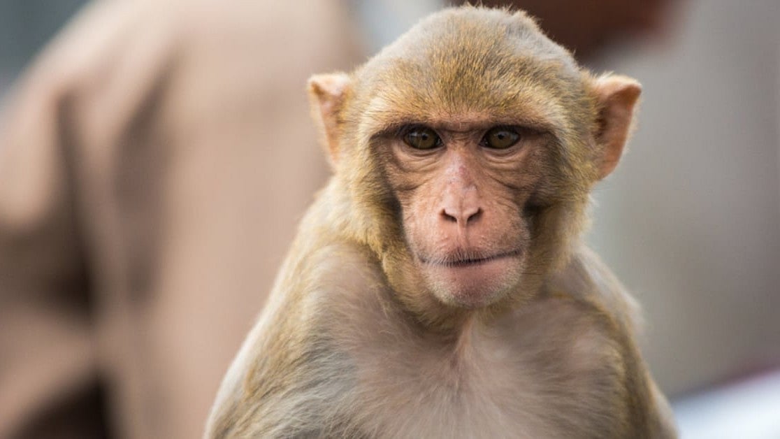 Dharwad Residents Capture Troubling Monkey, Hand Over to Forest Officials