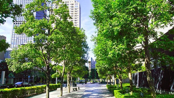 Greater Bengaluru Authority Enlists Students to Map and Remove Hazardous Trees