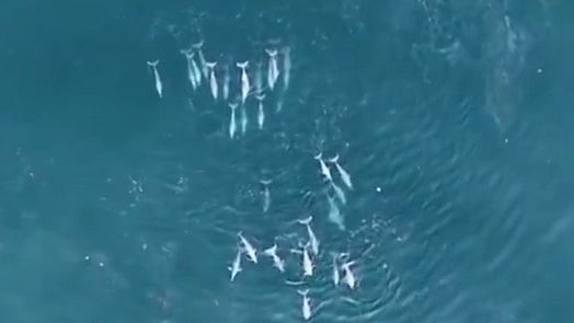 Rare Sighting: 75 Dolphins Spotted Together Off Maharashtra's Sindhudurg Coast