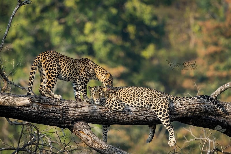 Lessons From Leopard Mother Leopard's Lessons: Raising Cubs in Bhadra Reserve
