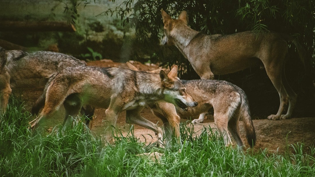 France Approves Culling of 200 Wolves to Safeguard Livestock Herds