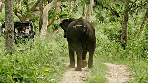 Mysuru Safari Resumes February 21 with New Vehicle Restrictions