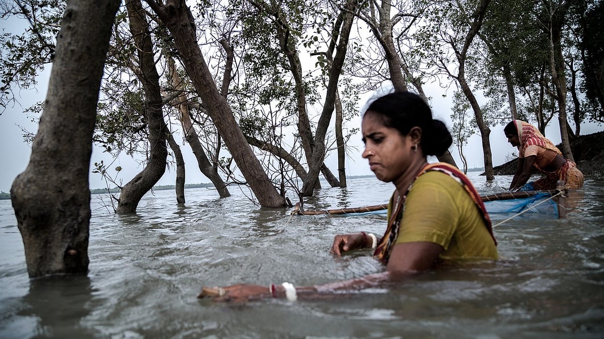 Climate Change Intensifies Plight of Sundarbans' 'Tiger Widows'