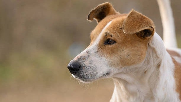 Stray Dog Takes Amputated Leg from Hospital Waste Complex in Himachal