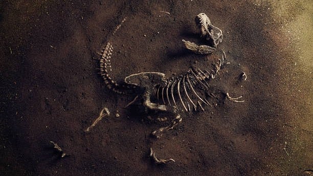 Exquisite Fossil of One of the Smallest Dinosaurs Discovered in Argentina